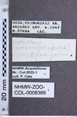 Etiketten zu Acteniceromorphus ferrugineipennis (Candèze, 1879) (NHMW-ZOO-COL-0008369)
